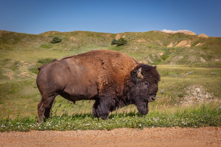 084 Badlands NP, bizon.jpg